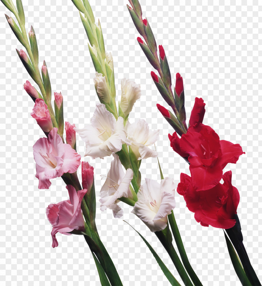 Gladiolus Display Resolution Clip Art PNG
