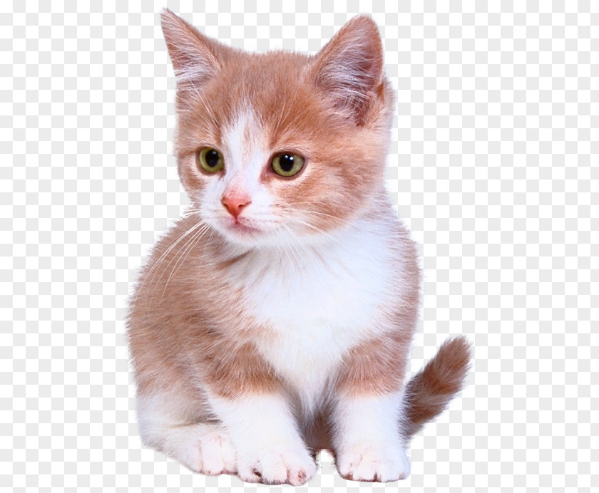 Kitten Munchkin Cat Scottish Fold Persian Bengal PNG