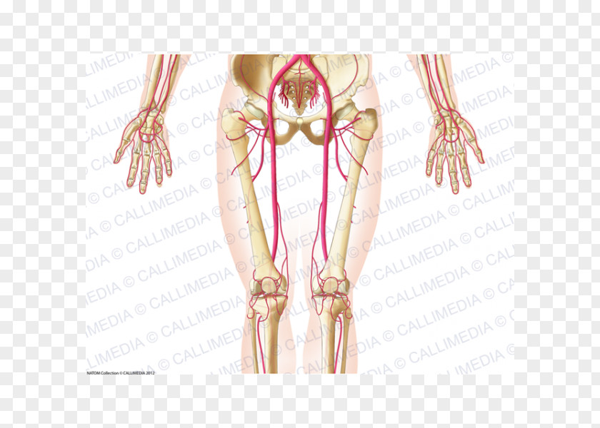 Pelvis Blood Vessel Abdomen Artery Human Anatomy PNG