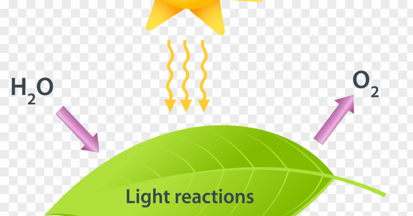 Plant Photosynthesis C3 Carbon Fixation Calvin Cycle Light-dependent Reactions Light-independent PNG
