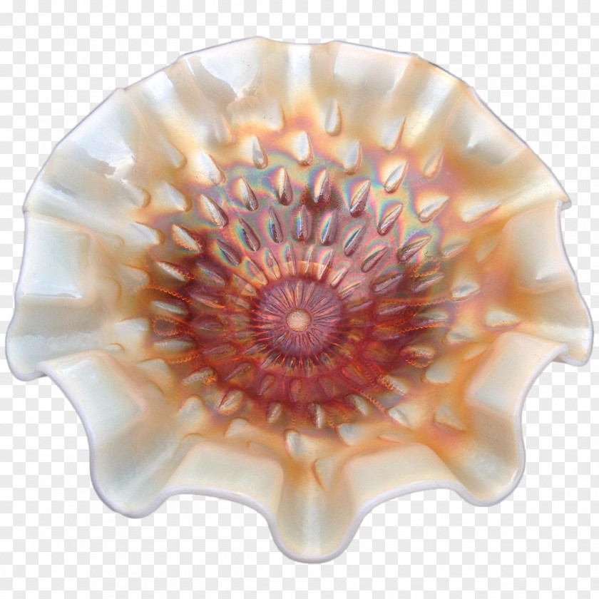 Seashell Cockle Conchology PNG