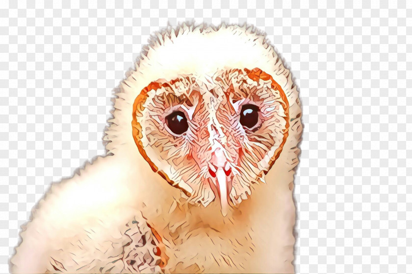 Barn Owl Bird Of Prey Beak PNG