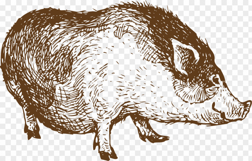 Pig Sketch Sheep Lamb And Mutton Drawing Line Art PNG