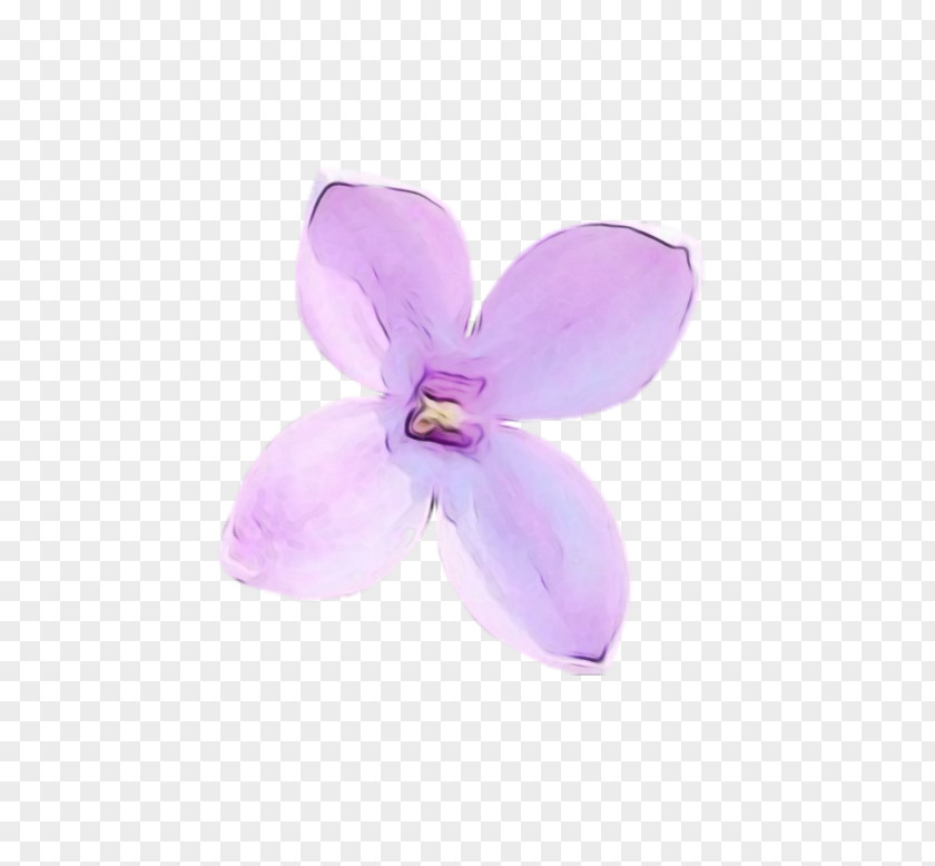 Dendrobium Flowering Plant Violet Petal Purple Flower Lilac PNG