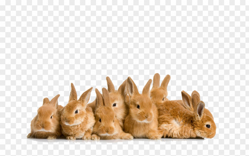 Easter Rabbit File Mini Lop Holland Leporids Bunny PNG