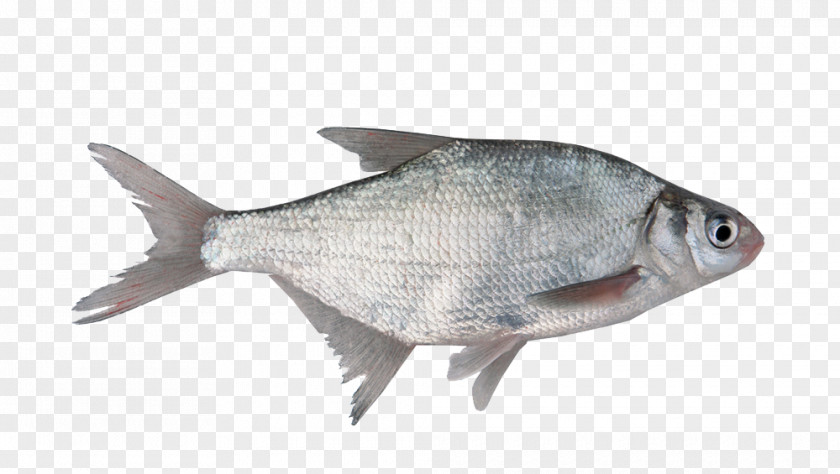 Fish As Food Milkfish Organism Freshwater PNG