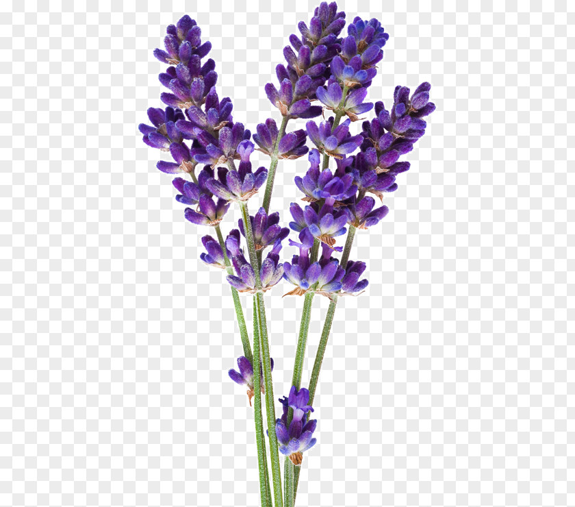 Flower English Lavender Hyssop Stock Photography Oil PNG