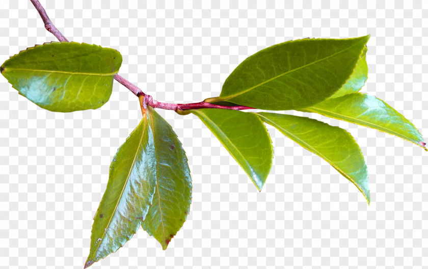 Leaf Twig Tree Plant Stem Branch PNG