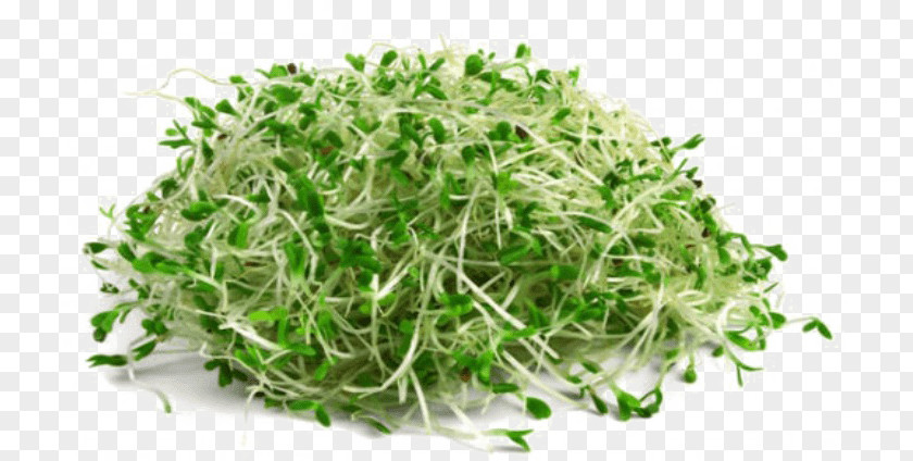 Alfalfa Clipart Organic Food Broccoli Sprouts Sprouting Vegetable PNG