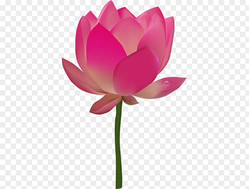Creative Flowers Sacred Lotus Clip Art Egyptian Transparency PNG