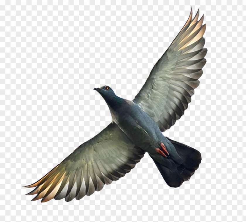 Gray Pigeon Homing Columbidae Bird Flight Wing PNG