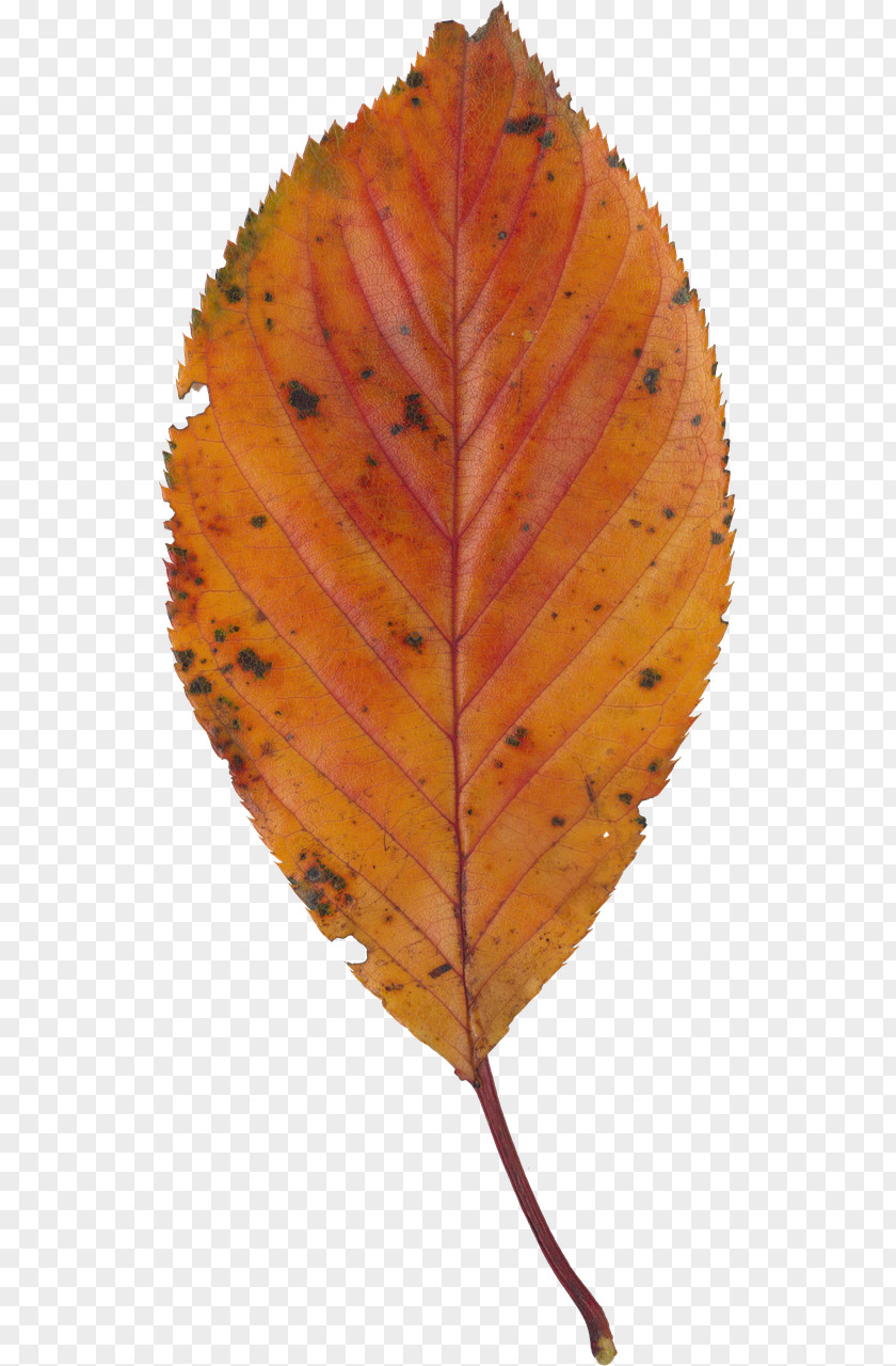 Leaf Deciduous PNG