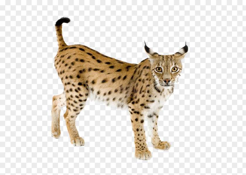 Lynx Eurasian Bobcat Iberian Felidae Canada PNG