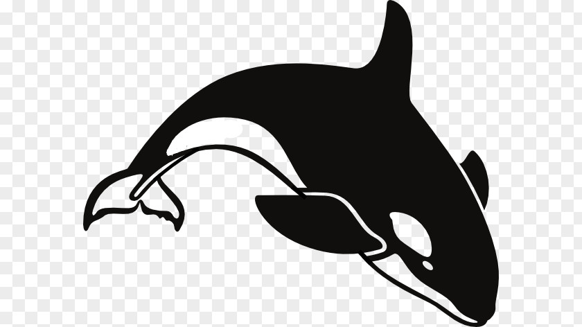 Shamu Coloring Pages Killer Whale Clip Art PNG