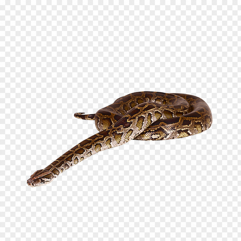 Snake Reptile Cobra PNG