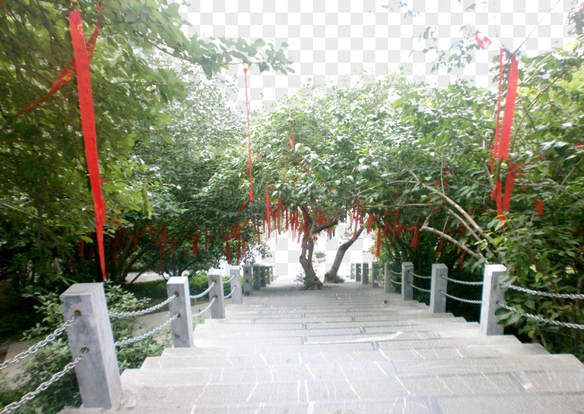 Wishing Tree Next To The Stairs Lam Tsuen Trees PNG