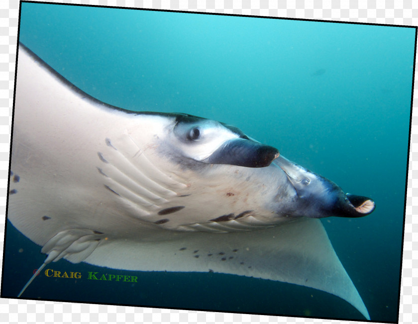 Fish Marine Biology Underwater Mammal PNG