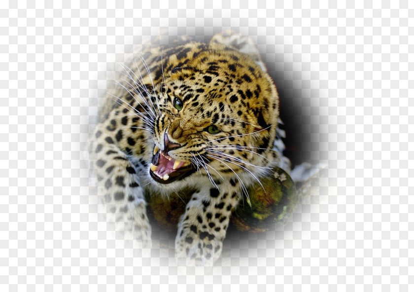 Leopard Jaguar Cheetah Felidae Bengal Cat PNG