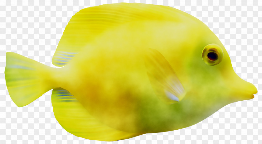 Marine Biology Fauna Beak Fish PNG