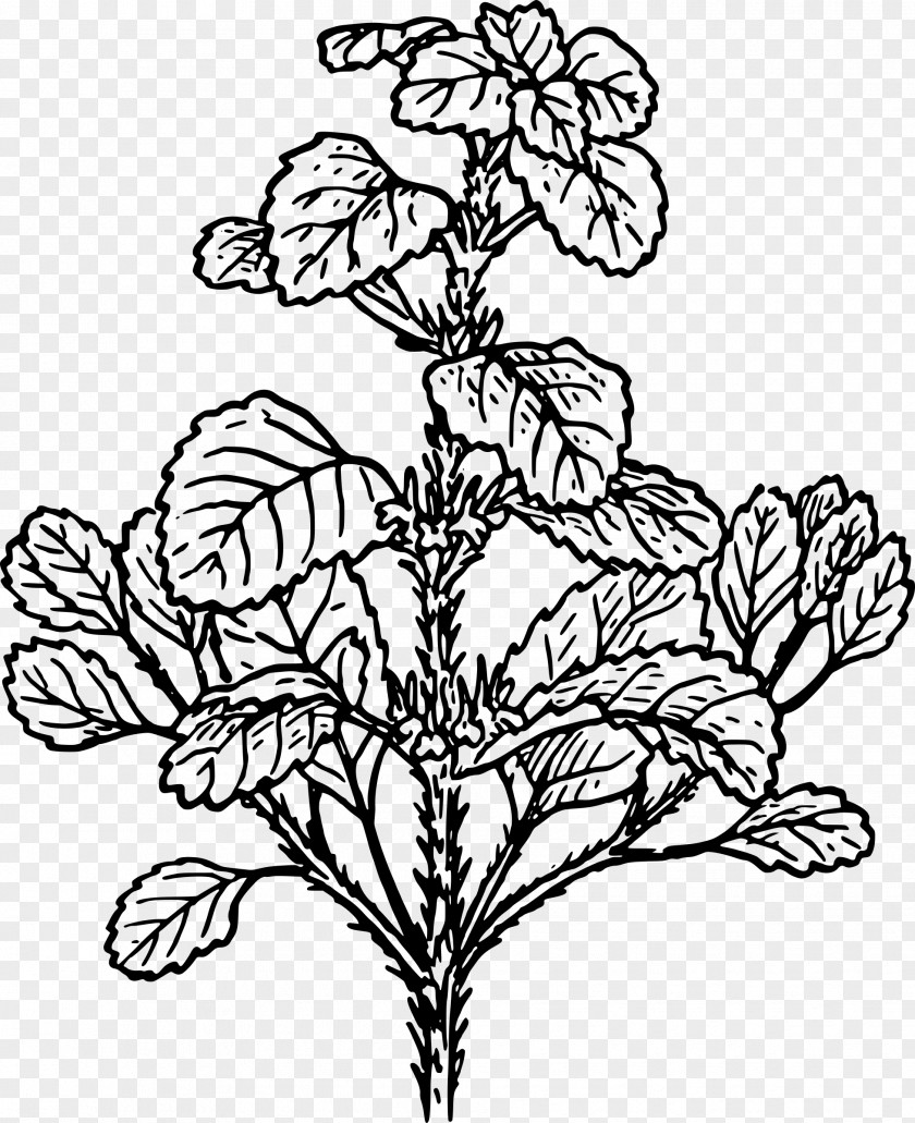 Mint Flowers White Horehound Plant Herb Clip Art PNG