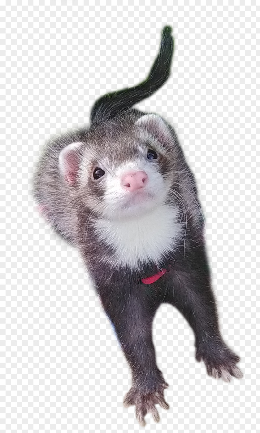 Ferret Mustelinae Mink Carnivora Terrestrial Animal PNG