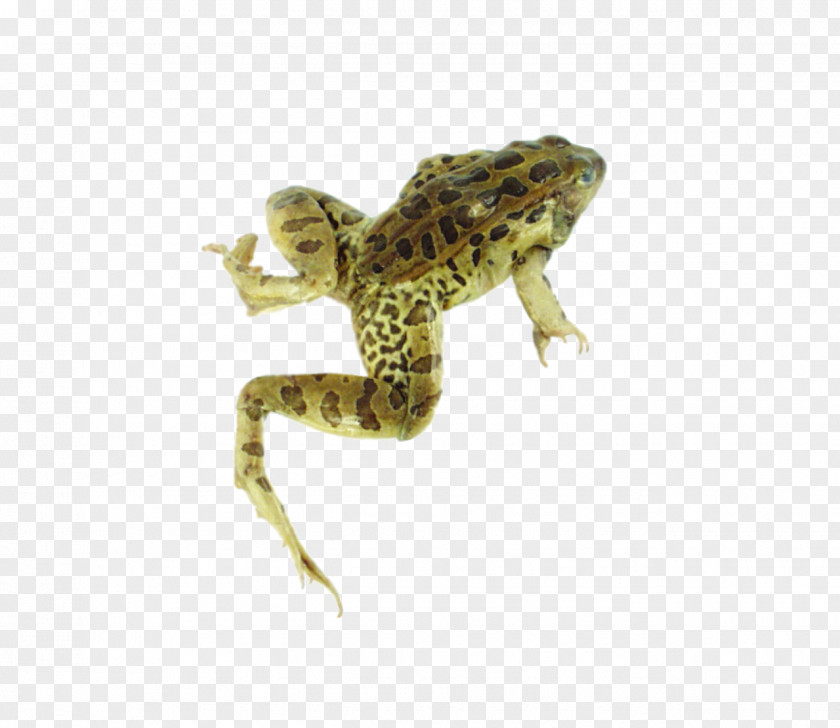 Frog American Bullfrog Lowland Leopard PNG
