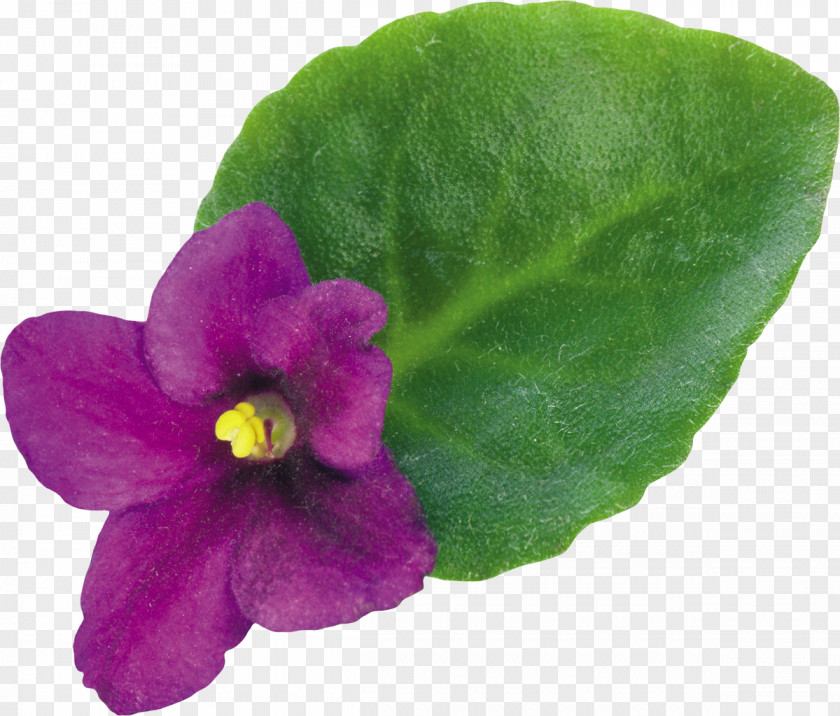 Voilet Violet Plant Flower Clip Art PNG