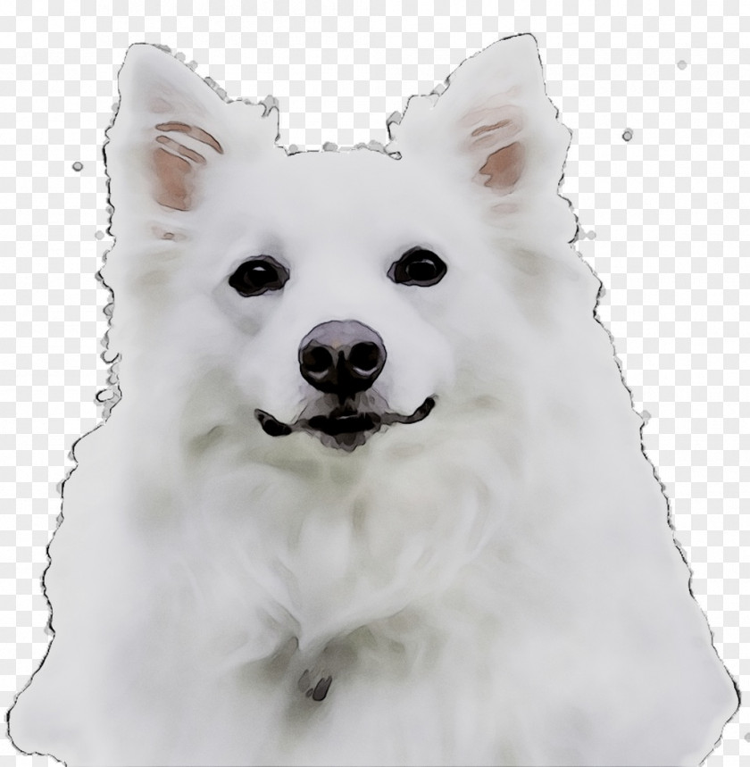 American Eskimo Dog Japanese Spitz Canadian German Mittel Klein PNG