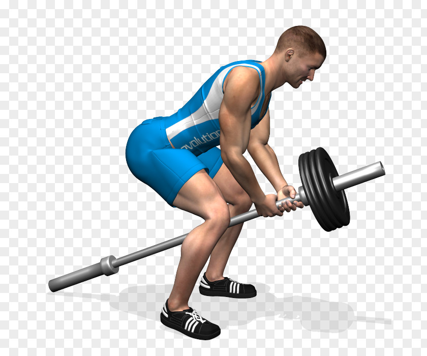 Barbell Weight Training Dumbbell Latissimus Dorsi Muscle Human Back PNG