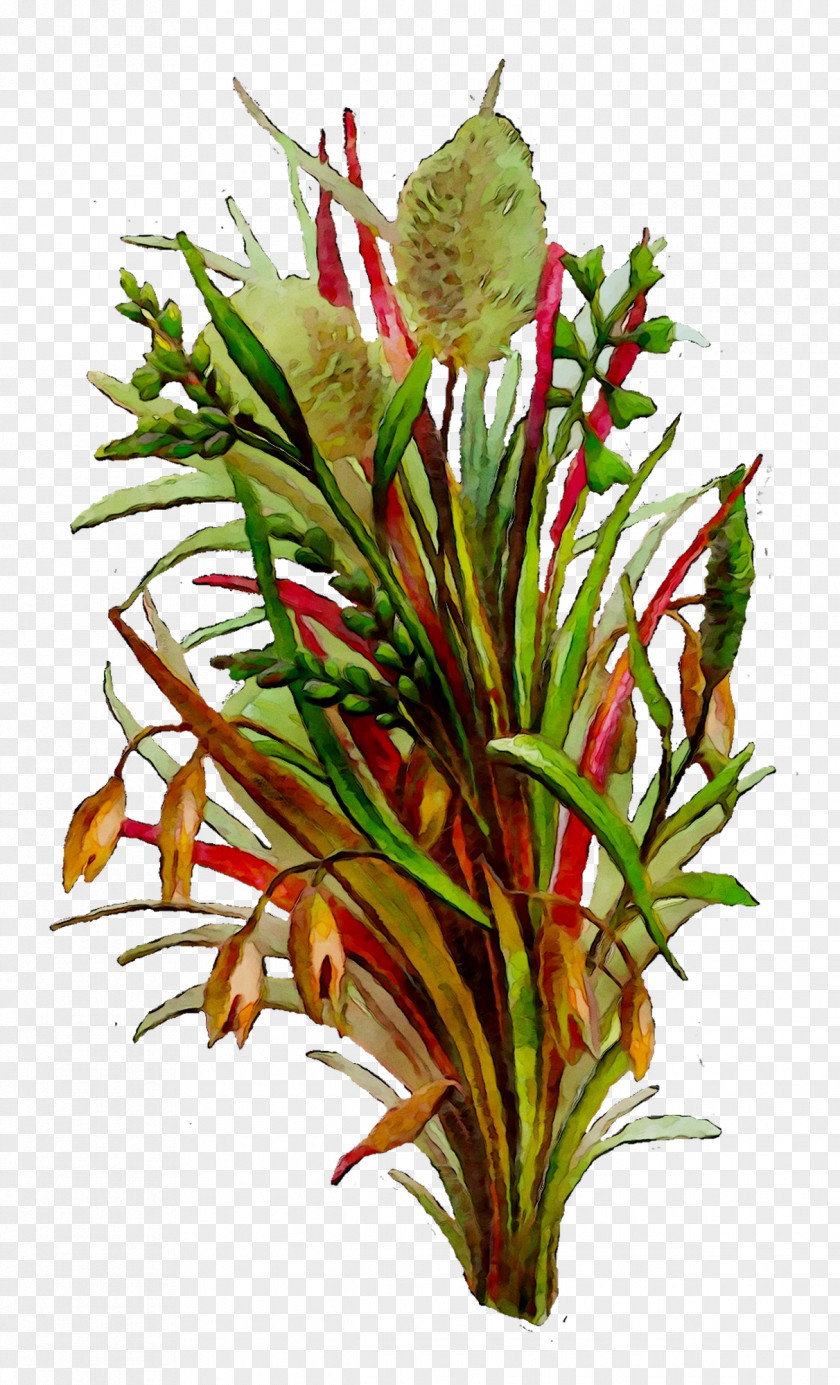 Floral Design Cut Flowers Plant Stem PNG