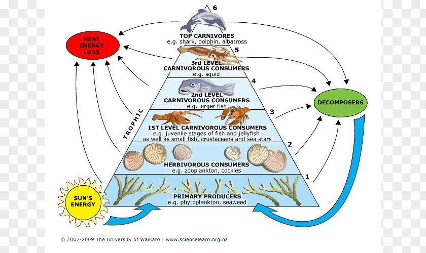 Food Chin Web Chain Marine Ecosystem Phytoplankton Trophic Level PNG