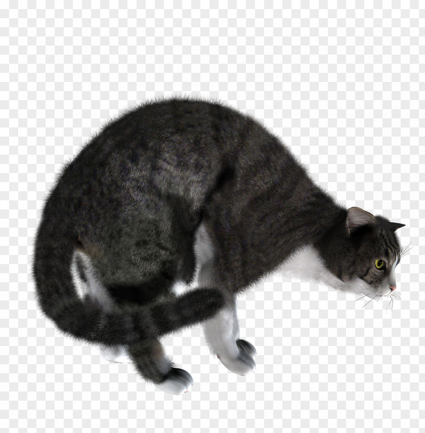Kitten Cat PNG
