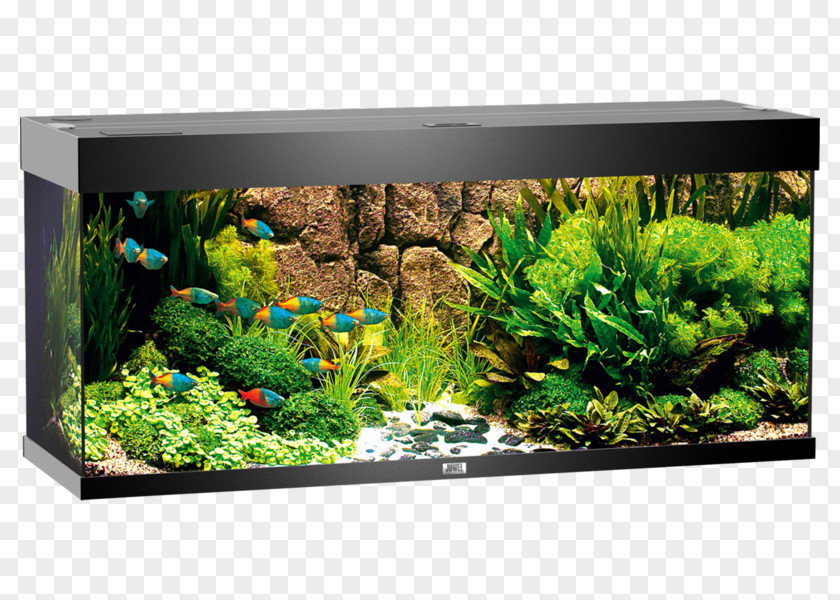 Light Aquarium Bitxi Fishkeeping PNG