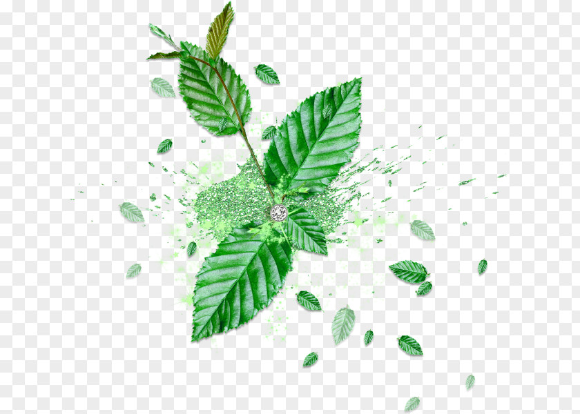 Mint Leaf Green Blog PNG