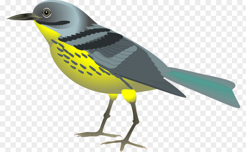 Realistic Birds Cliparts Bird Parrot Clip Art PNG
