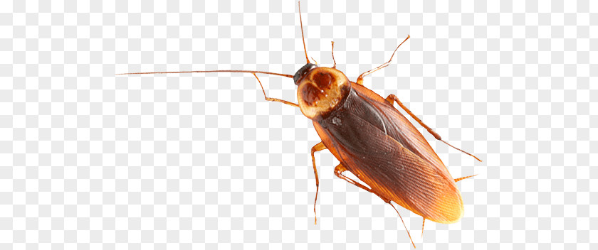 Brown Cockroach PNG Cockroach, brown cockroach illustration clipart PNG