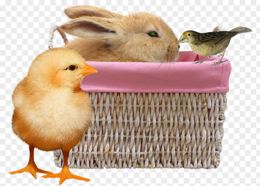 Bunny And Chick Duck Chicken Rabbit PNG