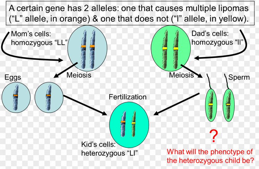 Cornell Notes Allele Dominance Heterozygote Advantage Cell Genetics PNG