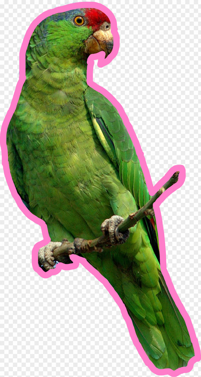 Parrot Parrots Of New Guinea Bird Budgerigar PNG