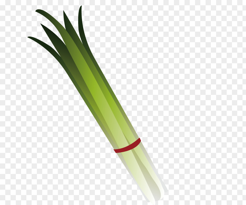 Vector Green Onion U5c0fu306du304e Food Scallion PNG