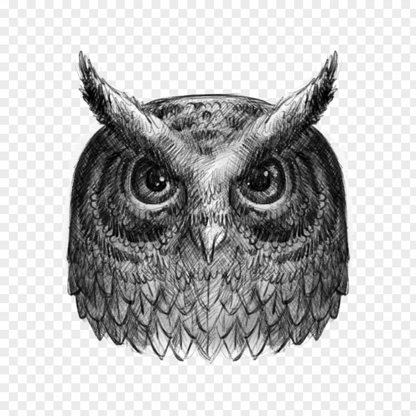 Vector Scorpion Animals Owl Drawing Black And White PNG