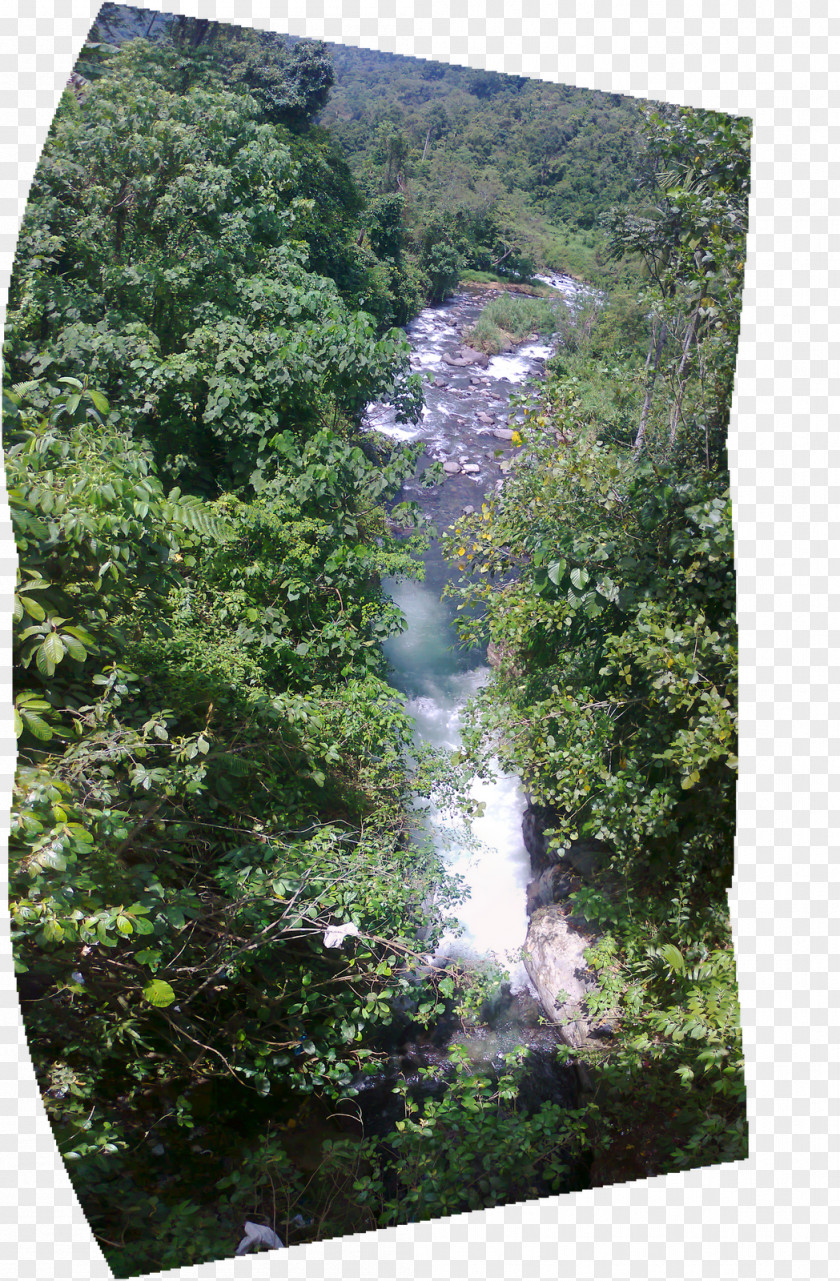 Walindi Plantation Resort Water Resources Nature Reserve Biome Rainforest Vegetation PNG
