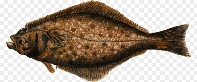 Af Flounder Sole Carp Oily Fish Tilapia PNG