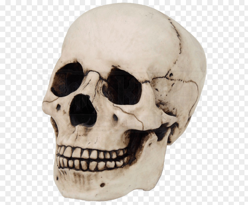 Anthropology Jaw Skull Anatomy PNG