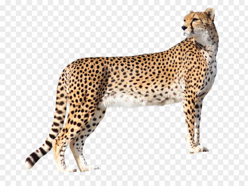 Cheetah Leopard Felidae Lion Jaguar PNG
