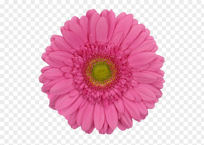 Flower Transvaal Daisy Common Pink PNG