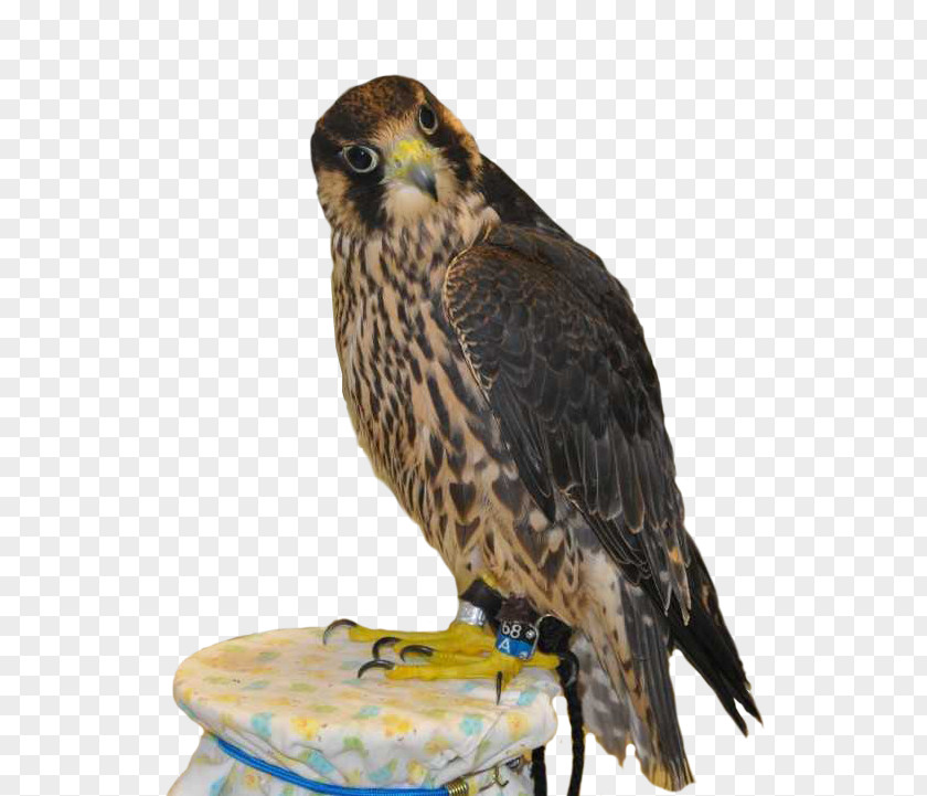 Owl Hawk Squirrel Peregrine Falcon PNG
