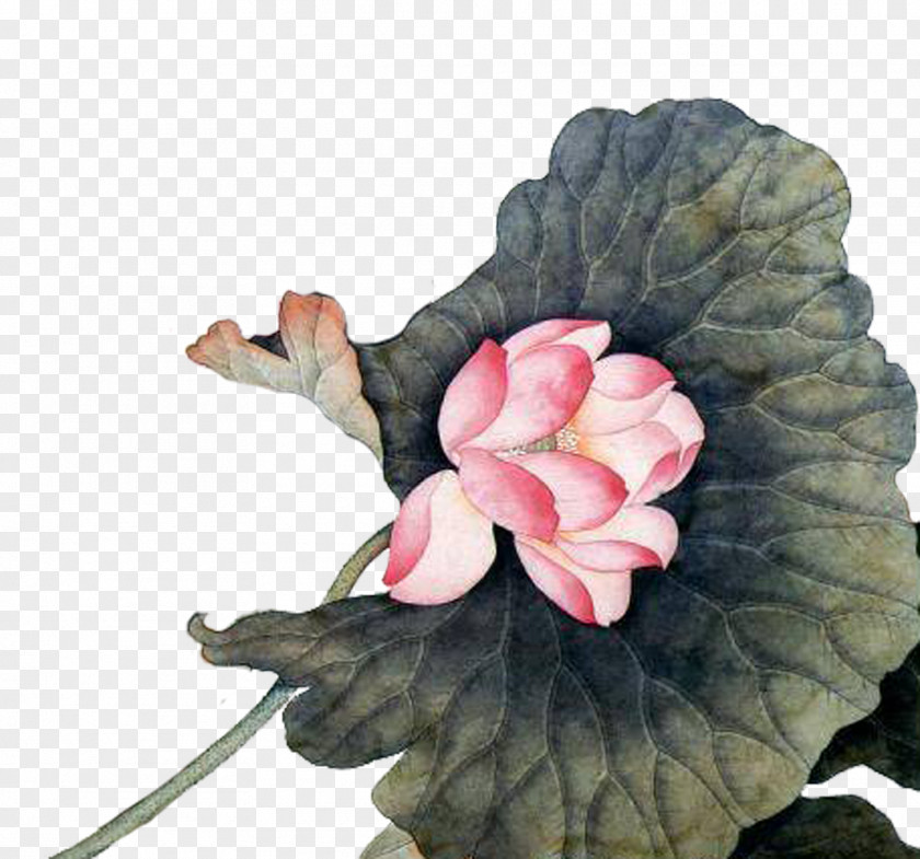 Painting Lotus Paper Chinese Art Wallpaper PNG