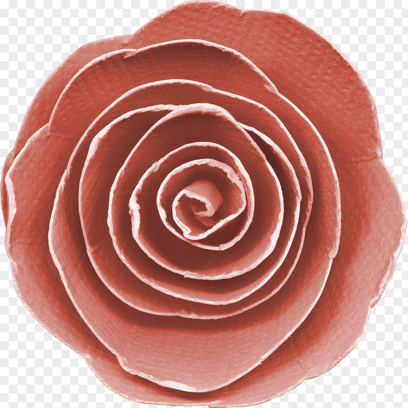 Rose Garden Roses Bologna Sausage Cut Flowers Petal PNG