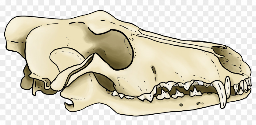 Skull Symbol Cattle Carnivores Line Art Animal PNG